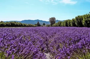 Lavender Festival 