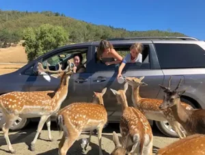 Wildlife Safari